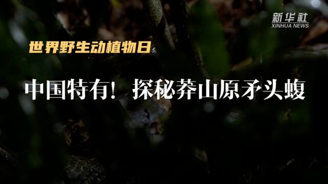 世界野生动植物日|中国特有!探秘莽山原矛头蝮