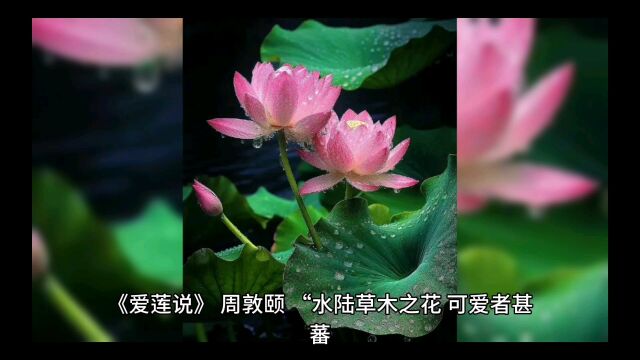 古诗赏析17 《爱莲说》