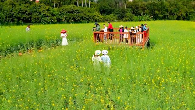 春暖花开版画基地油菜花