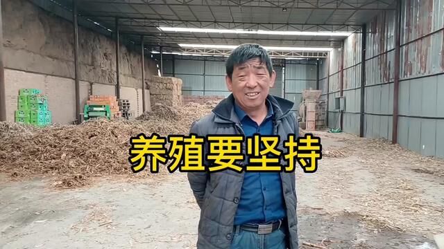 养了10年牛,建了1个草料库1个牛棚1个活动场,不坚持5年别养牛