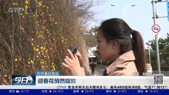 打开春日青岛:迎春花悄然绽放,玉兰花含苞枝头