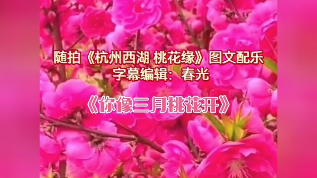 随拍《杭州西湖 桃花缘》图文配乐 字幕编辑:春光