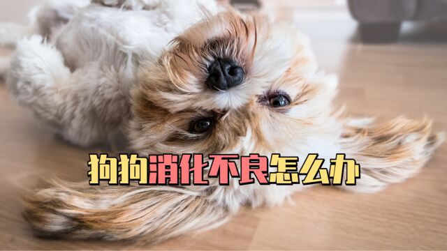 狗狗消化不良怎么办?这4个方法可以缓解