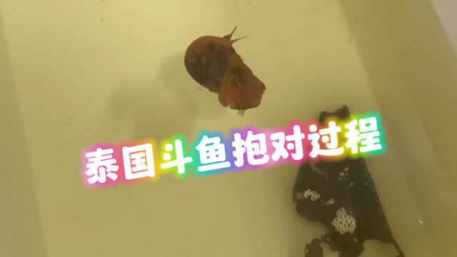 泰国沙也抱对过程