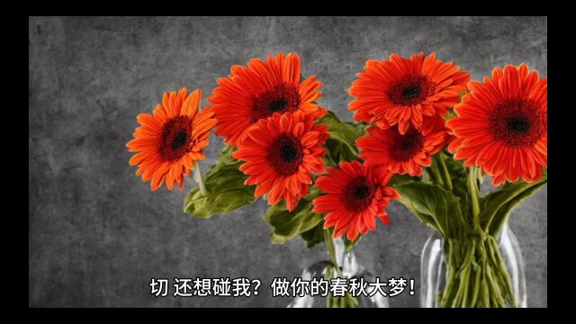 《这个王妃太凶悍》苍晗月全文无删减