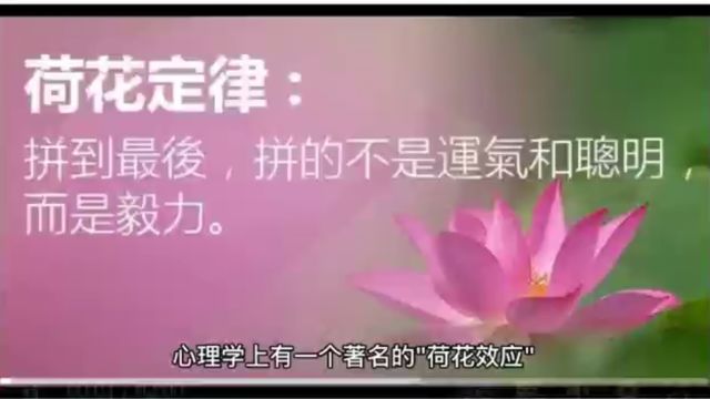 荷花效应