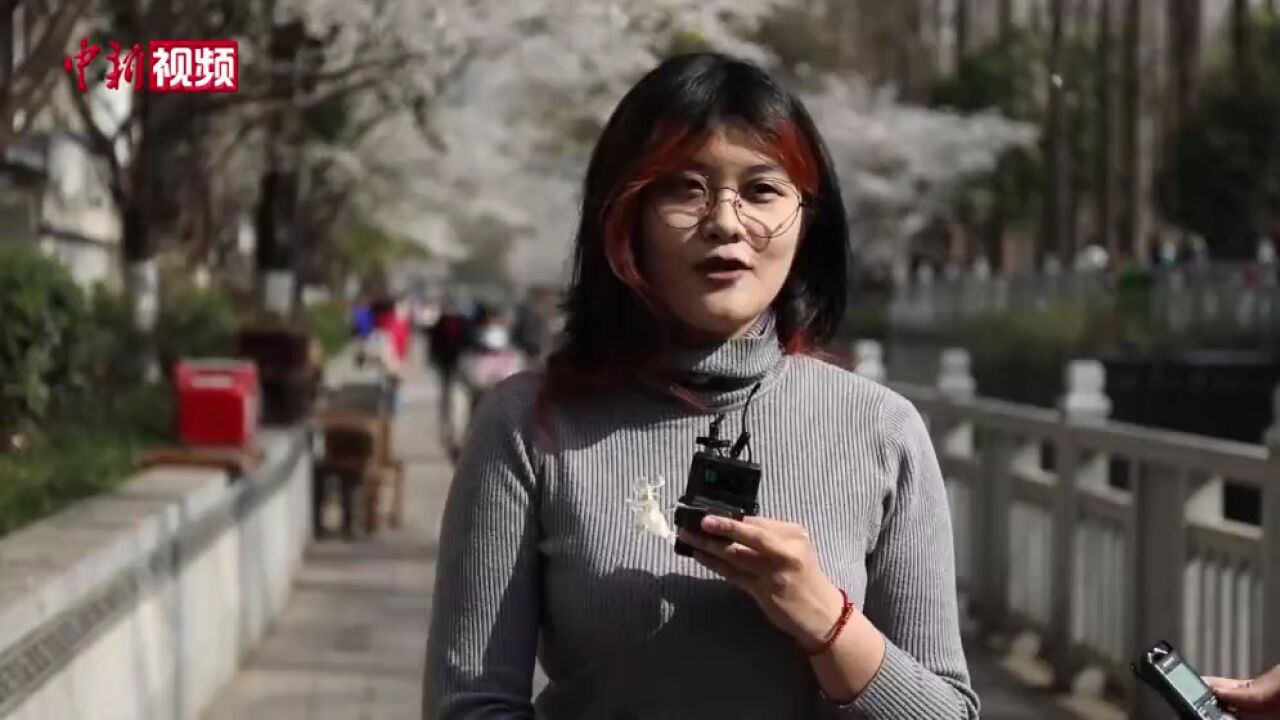 东南大学校园变身“樱花世界”师生静赏浪漫樱花“雪”