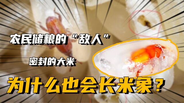 农民储粮的“敌人”,为何密封的大米也会长米象?该如何防治?