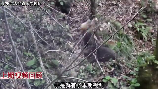 荒野狩猎,土耳其职业猎人荒山狩猎野猪,狩猎