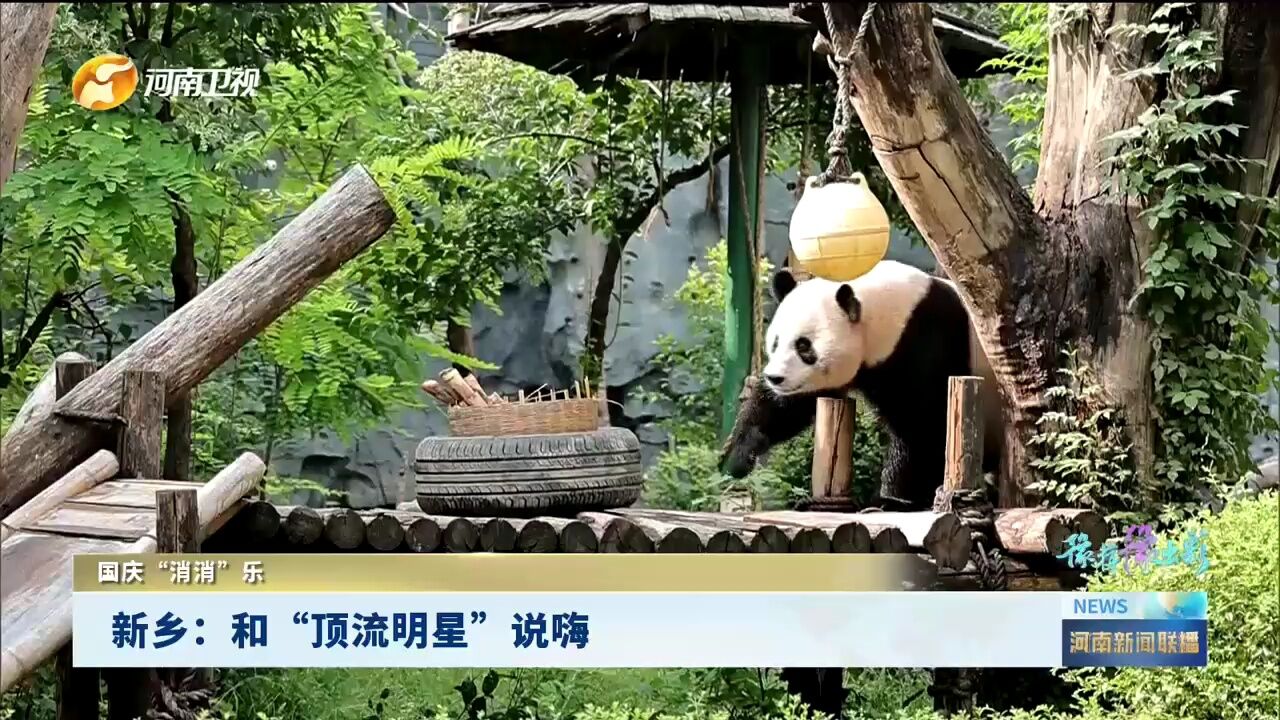 新乡辉县的大熊猫成了这里的“顶流明星”