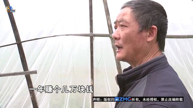 看中“高回报” 200个桑黄菌包全烂在地里