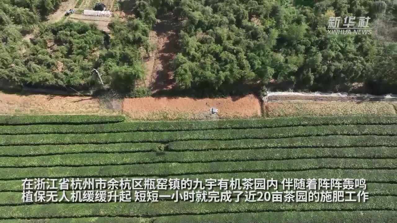 植保无人机施肥 助春茶稳产增收