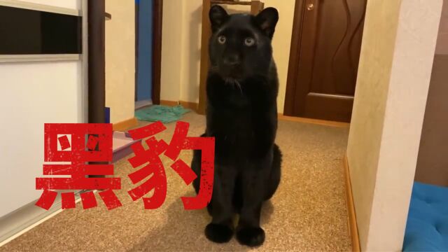 战斗民族养的大猫,黑豹露娜!小时候被抛弃,长大被宠成铁憨憨