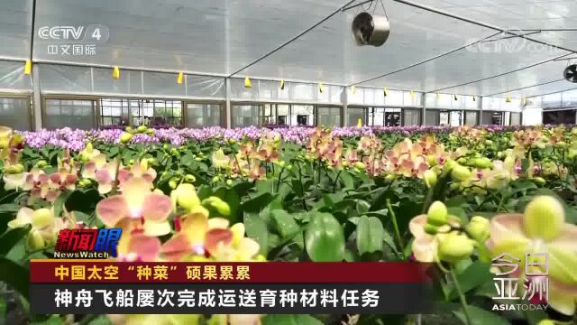 中国太空“种菜”硕果累累