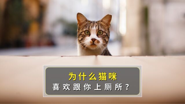 猫咪喜欢跟你上厕所的原因,你还不知道?