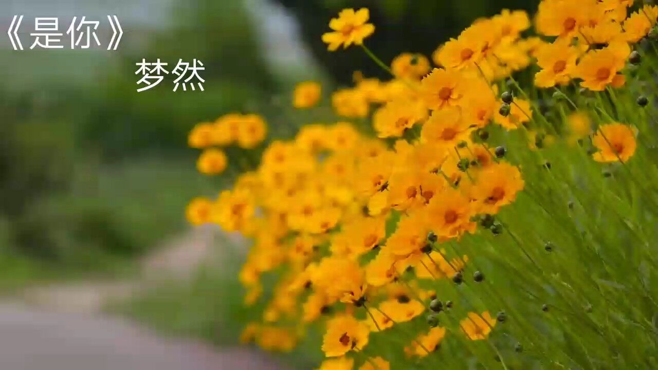 《是你》——梦然