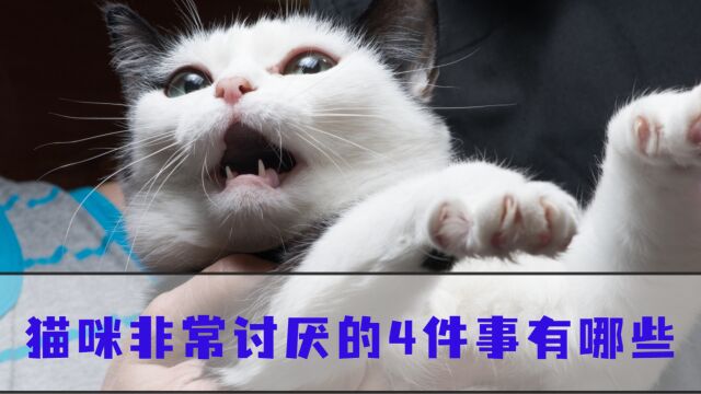 猫咪会讨厌你的4个行为,主人千万别这样做!