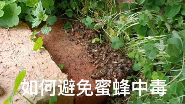 求高人指点如何才能避免蜜蜂中毒,蜜蜂中毒死了一大半