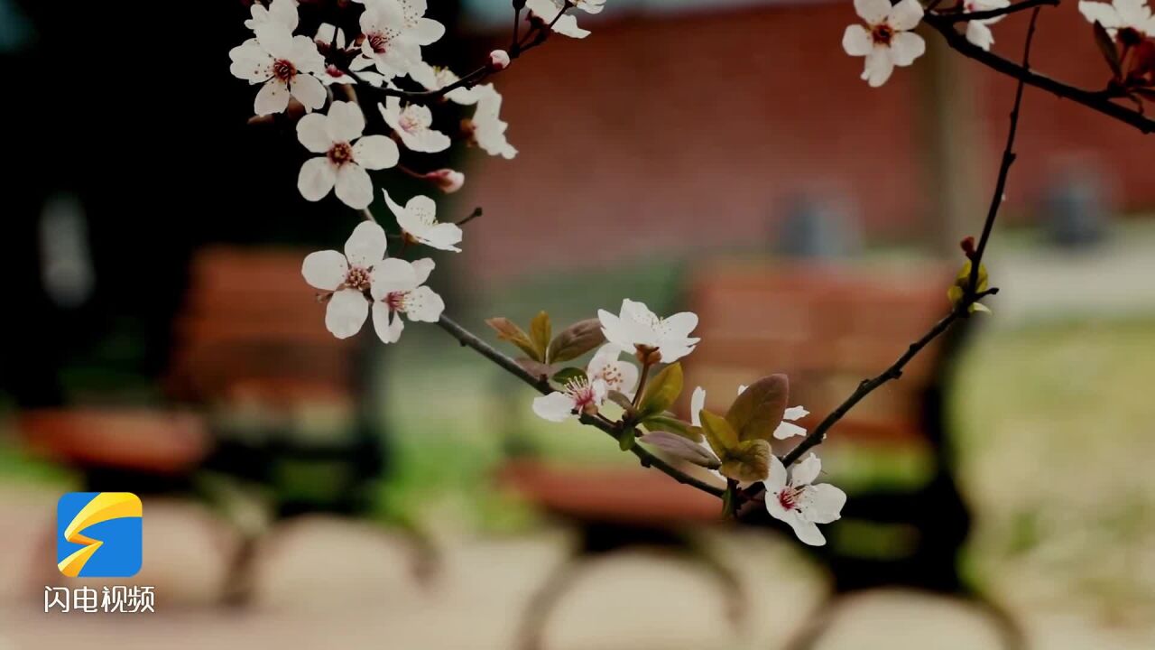 云赏花|花似锦 草如茵 一同聆听山东工业职业学院的春日絮语