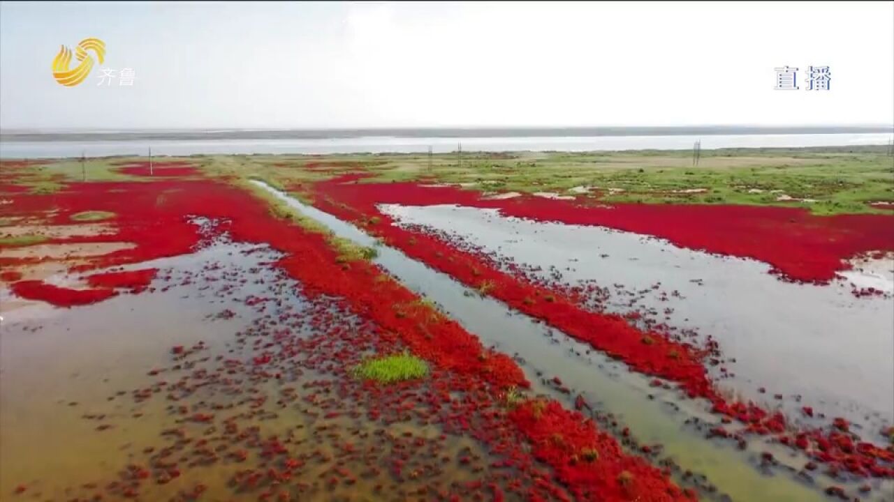 黄河三角洲湿地现万亩“红地毯”,红红火火绵延无际,场面震撼