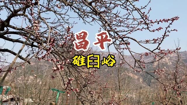 锥峪风景区关闭,周边山谷里的野山桃花很美