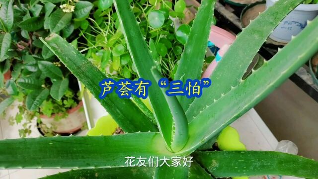 芦荟有“三怕”