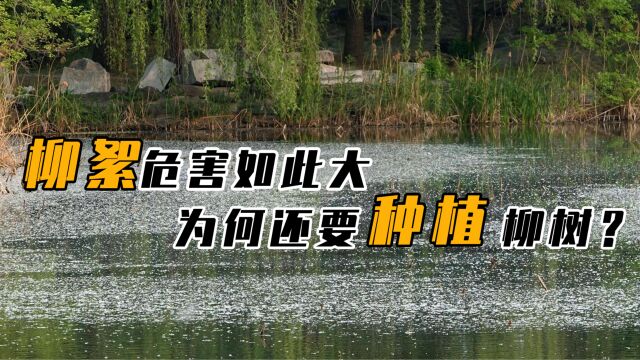 杨柳飞絮如此烦人,为何我国还大面积种植柳树,真不是自讨苦吃?