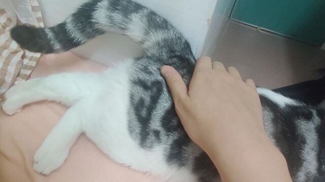 猫尾升降机