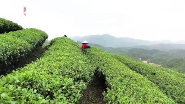 【视频】韶关新丰:漫山叠翠香四溢,茶农抢“鲜”采春茶