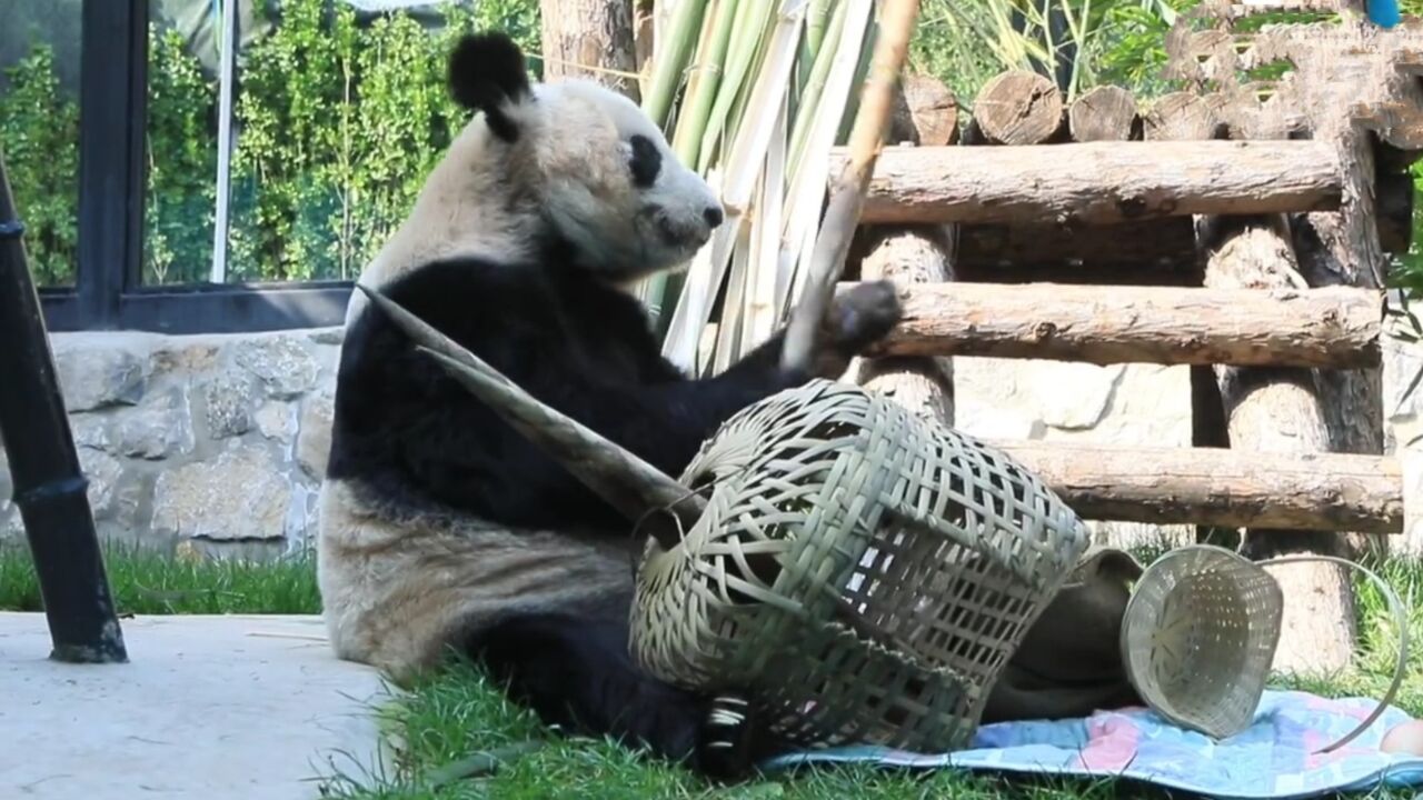 丫丫有小竹筐喽!解锁最新干饭模式,把竹子当金箍棒耍如功夫熊猫