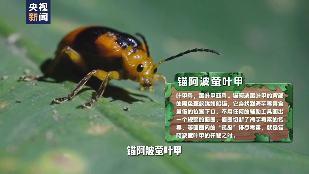 这种昆虫吃饭前先就地画个圈?