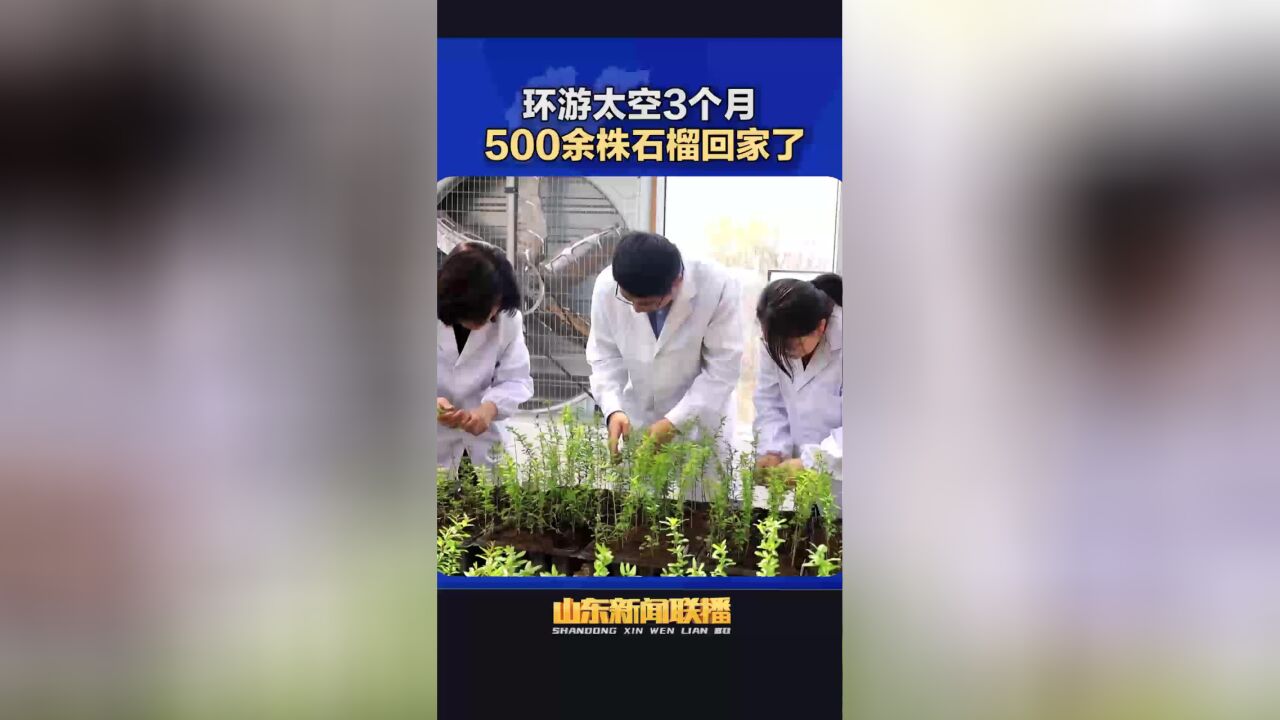 邂逅“鲁风运河”丨“环游太空”3个月 500余株石榴回家了