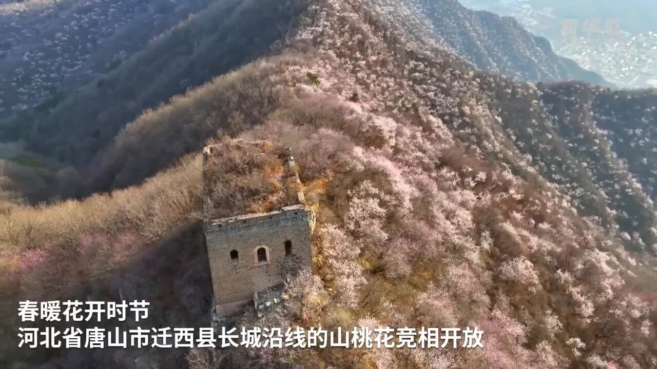 河北迁西:春到长城 山花烂漫