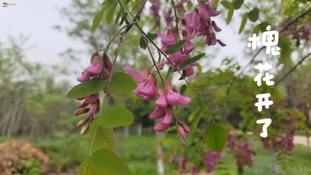 槐花开了,叫上家人朋友一起,采花踏春!