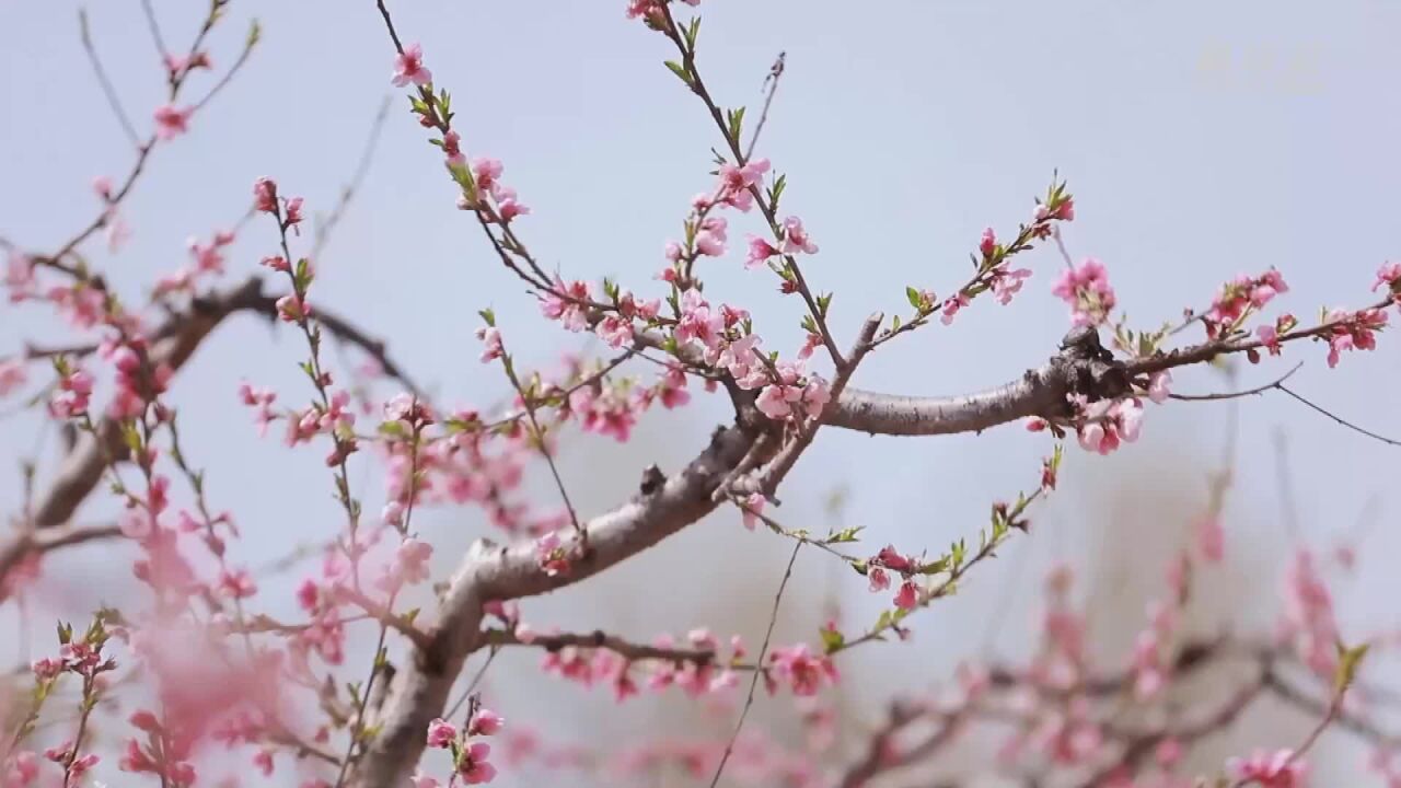 山东台儿庄:春来桃花游人醉