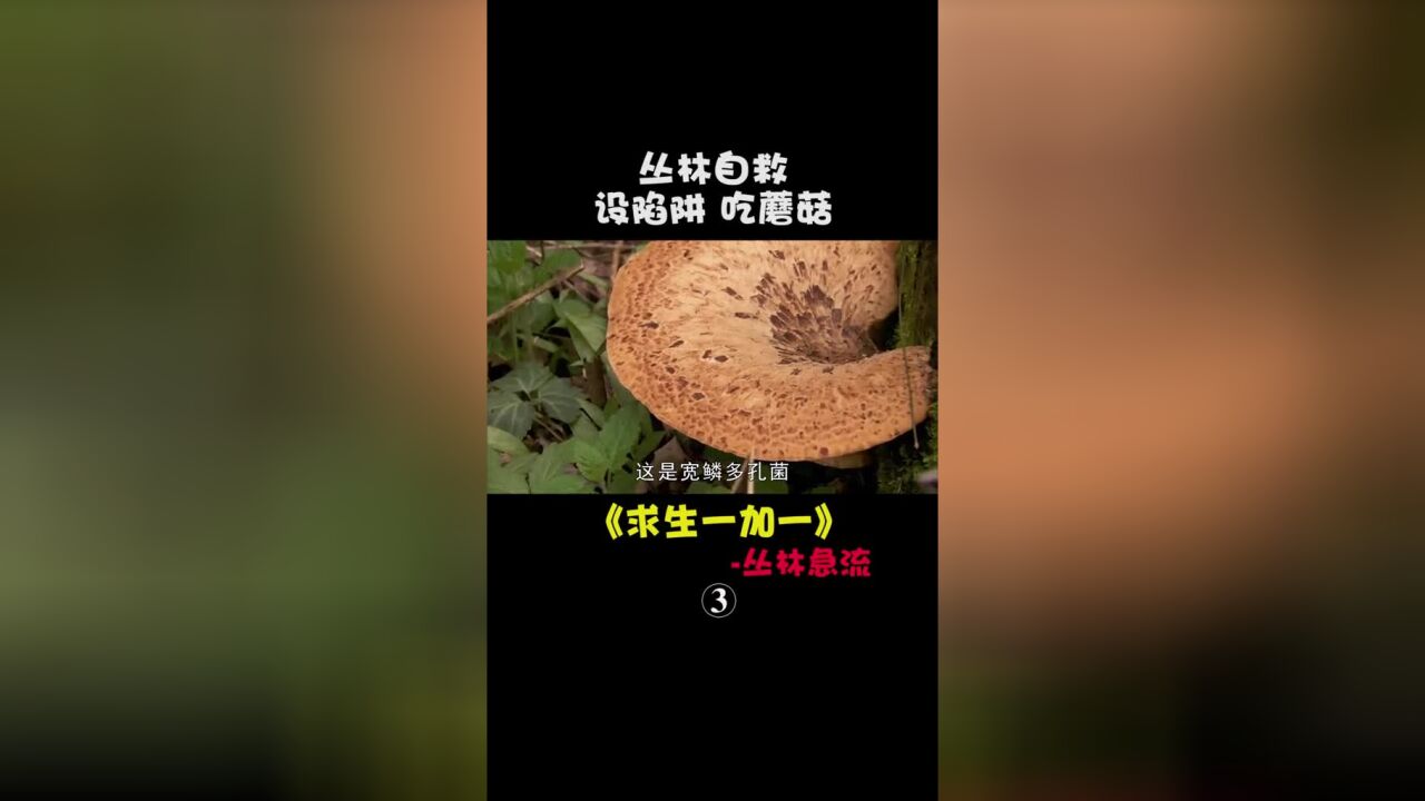 求生一加一:吃蘑菇,放臭鼬,造船#荒野求生#我的观影报告