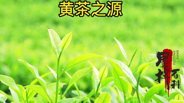 繁星说影:黄茶之源