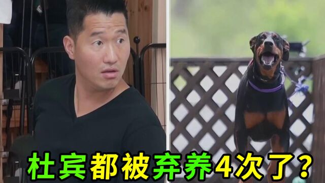 杜宾被弃养4次,化身恶犬,训犬师用另类方法将狗狗驯服