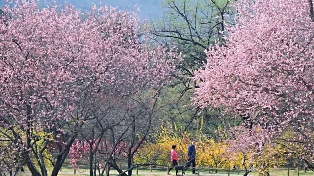 北京大风蓝色预警,市属公园游船、香山公园索道今日暂停运营