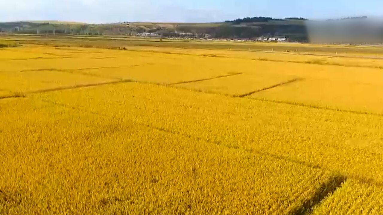 国家粮食和物资储备局 :全国秋粮收购开局良好