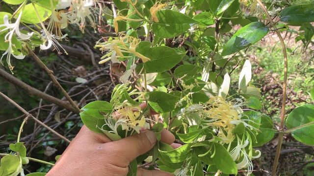 又到金银花采摘季节了,200块钱一斤的野生金银花,遇到不要错过