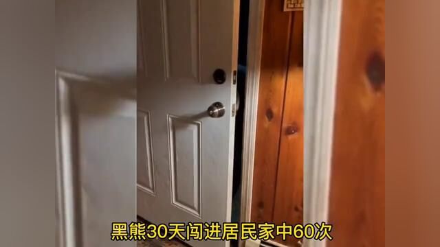 黑熊30天上门60次,只为看一眼救命恩人#动物的灵性 #影视解说 #我的观影报告