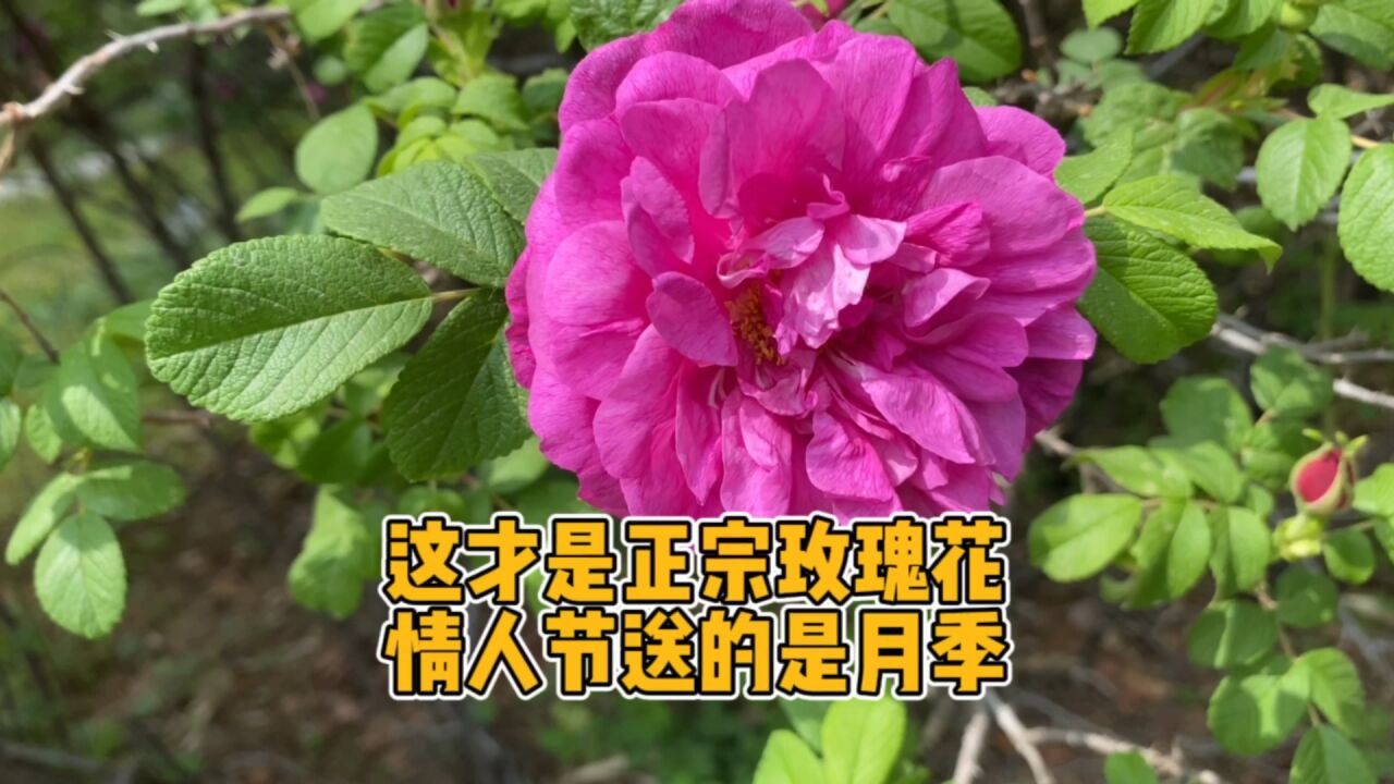 这才是真正的玫瑰花,情人节收到的都是月季