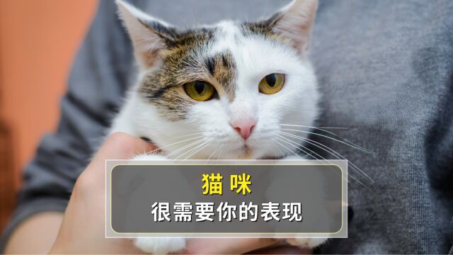 猫咪有这些表现,说明它离不开你了