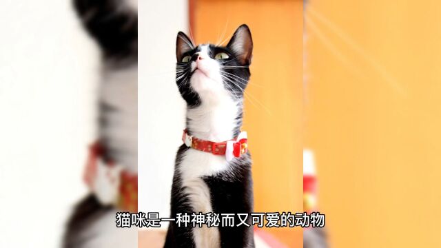 猫的故事 13 《小黄的抓老鼠计划》