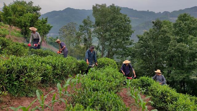 沿渡河农业服务中心主任童宇和曾厚针在红砂村现场技术指导修剪茶叶产业,为夏茶采摘做准备!