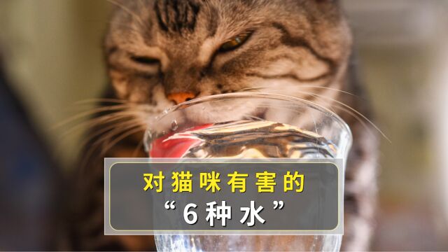 这6种水不要再给猫咪喝了,会害了它!