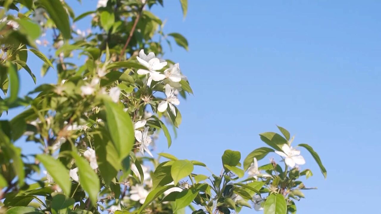 诗画山东|沂源县35万亩苹果花次第盛开