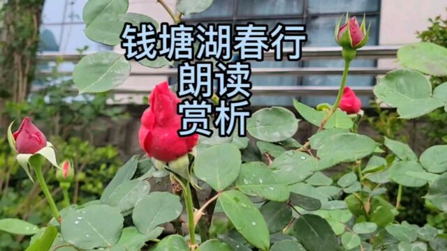 再读钱塘湖有感:这是一首写景的名作,大家一起来阅读赏析吧!