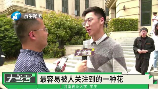 河南农业大学“校花”大评选,石楠花暂居首,学生:最容易被关注到